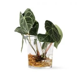 HKliving Flower Pot | Glass