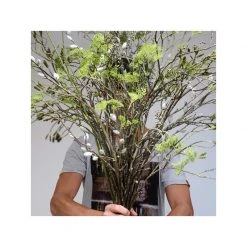 HKliving Blossom Berry Branch